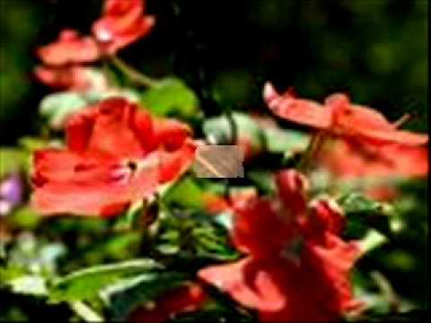 djib-neima djama miguil.mp3