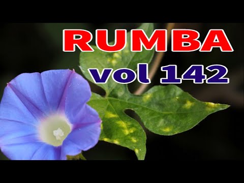 Rumba melody, Instrumental Relaxing Music, Soft music for relaxation vol 142