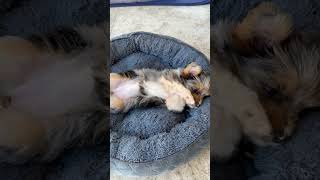 Video preview image #1 Mutt Puppy For Sale in Boca Raton, FL, USA