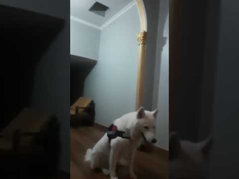 viresh dog trainer Delhi NCR CONT. 099101 83720