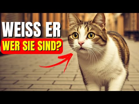 Erkennen Katzen ihre Besitzer? - Entdecken Sie die ganze Wahrheit!