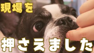 妻とフレブルの密会現場に突撃してみた！