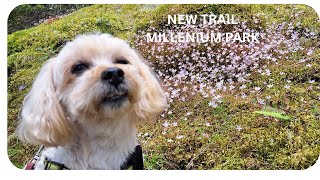 NEW TRAIL IN THE PNW SUNSHINE COAST