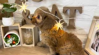 ハーフ犬の動画01