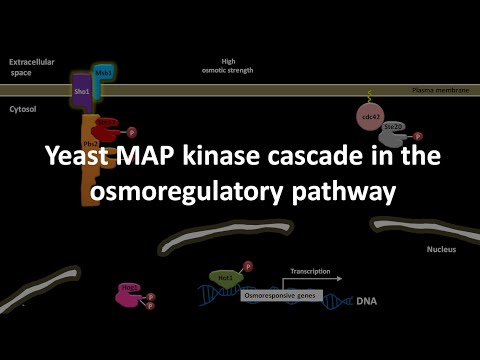 Yeast MAP kinase cascade in the osmoregulatory pathway