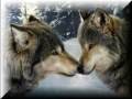 The Wolve - Der Wolf (Ludwig Hirsch) 