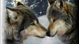 The Wolve - Der Wolf (Ludwig Hirsch)