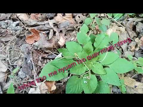 Qhia tso tshuaj zoo me nyuam mob  plab tạo quav ntsej ntswg