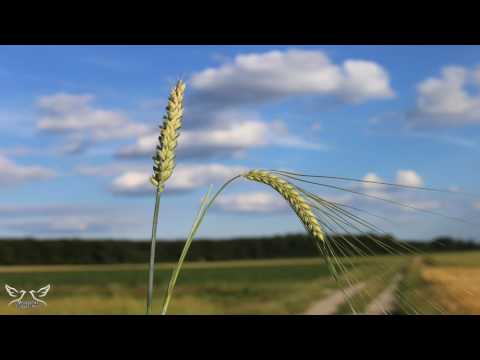 Vetuta Hanis - Jesus will come soon! Poetry received through the Holy Spirit | Must listen!