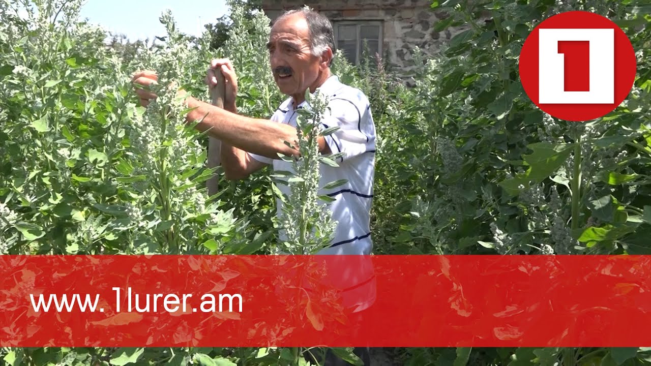 Հայաստանում քինոա է աճեցվում
