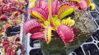 How to feed Venus flytraps part 1