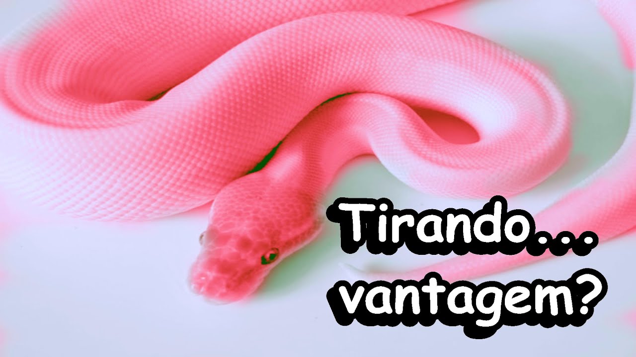 Sonhar Com Cobra Rosa, pink grande ou pink pequena,  o livro dos sonhos revela 2 significados
