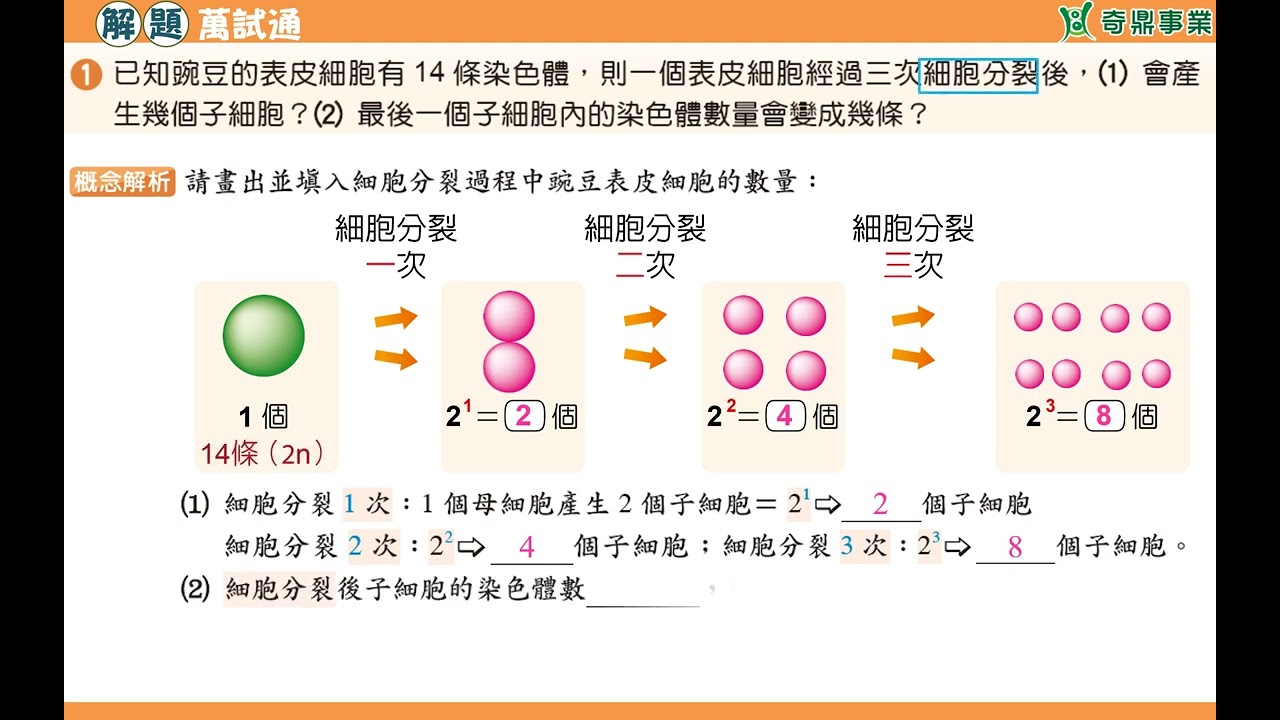 單元6：圖解豌豆的細胞分裂