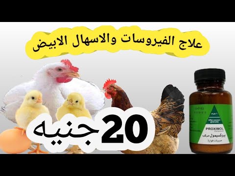 , title : 'اعراض وعلاج مرض انفلونزا الطيور والشوطه وجميع امراض الدواجن دواء سحرى فى علاج الدجاج'