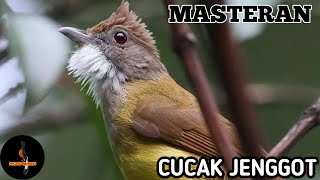 Download lagu Masteran cucak jenggot dengan jeda 1-2 menit mp3 Download lagu Masteran cucak jenggot dengan jeda 1-2 menit mp3