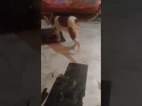 ###Nazmul##haque##Tomtom cat###