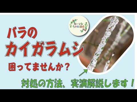 コチニールラン病アルコールを殺す製品は何ですか