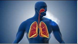 The Respiratory System & parts, with 3-D models. A short lesson on what helps us breathe. 7.L.3B.2