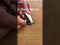SNAKE SIZED WORMS at the beach  #fishing #worms #bugs #viral