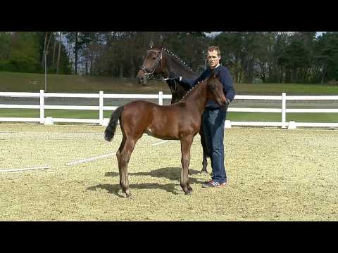 Hf v Feinrich x Rohdiamant x De Niro geb 2017