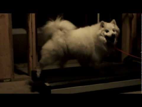 LuAnne Presents Schatzi! The Wonder Dog!