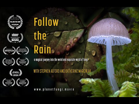 FOLLOW THE RAIN - OFFICIAL TRAILER