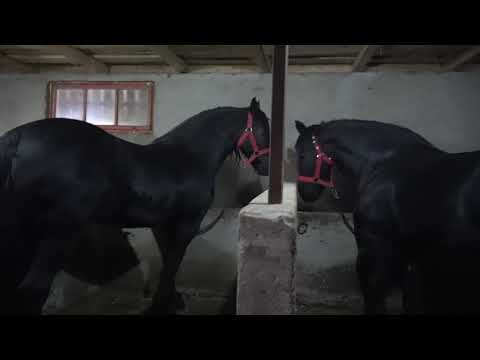 Caii lui Marcel de la Bogei, Bihor - Prezentare cai in grajd - 2018