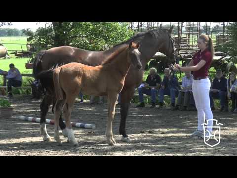 IZ042 Hengstfohlen von Quiran   Acodetto   Capitol I