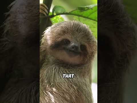 Hilarious Nature Documentary Outtakes: Sloths #animals #naturecomedy #parody #wildlife #nature