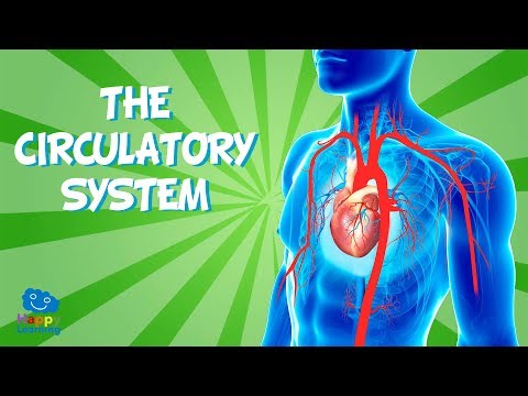 THE CIRCULATORY SYSTEM | Educational Video for Kids.