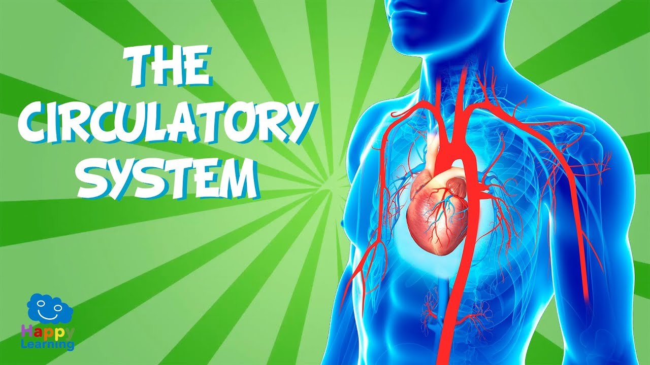 THE CIRCULATORY SYSTEM | Educational Video for Kids.