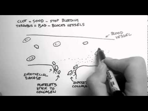 Haemostasis 1 - Clots, Thrombi & Antiplatelets