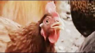 Moustahil performed by Natacha Atlas