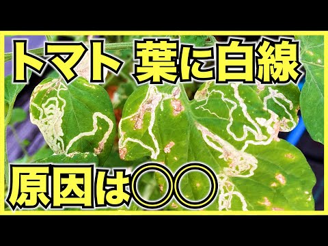 トマトの葉に白い斑点が現れるうどんこ病の原因は何ですか？