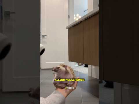 Ein Tag im Leben eines winzigen Igels.