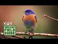 "Bluebird Lady" Rescues Injured Birds