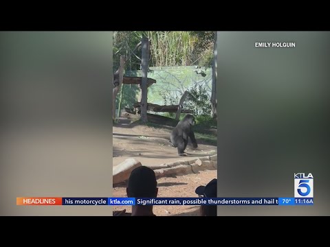 San Diego Zoo gorilla charges at guests, breaks glass of enclosure - YouTube