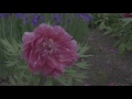 FICARQ 2017 Promo