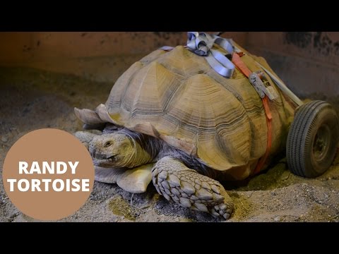 Tortoise fitted with wheels after developing arthritis