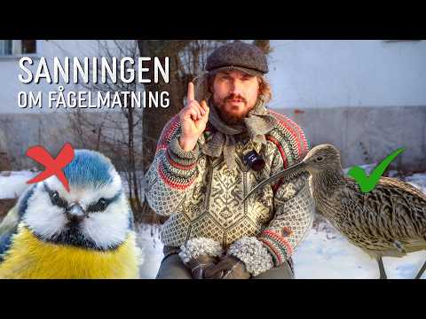 The Reality of Bird Feeding