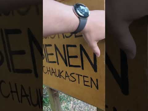 Einblick in den Bienenschaukasten am Bruchsee – Bienen hautnah erleben!