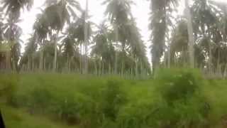 preview picture of video 'COCO NUT PLANTATION, BANANA BEACH'