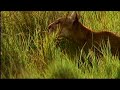KnowZone Std 6 Wild Zone