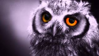 LITTLE RIVER BAND The Night Owls 1981  HQ