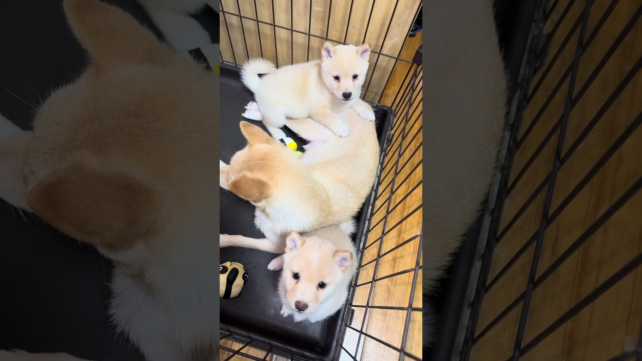 みんなお母さん大好き！ #豆柴カフェ #豆柴子犬