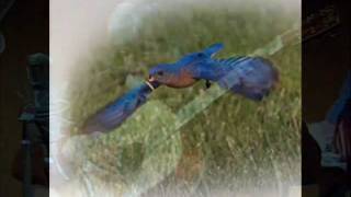 Ed Bruce ~ Set Me Free~.wmv