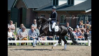 Galaxie (Jazz*Future), approuvé au studbook Selle Français