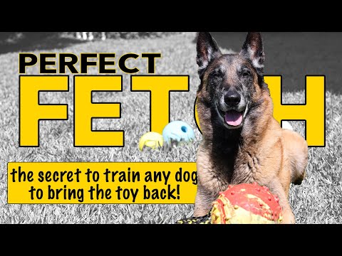 Train ANY Dog to Play Fetch Perfectly - Dog Training Video by Robert Cabral