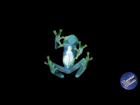 Dog Blood with josh pan and X&G - 4 MIND (REVERSE)