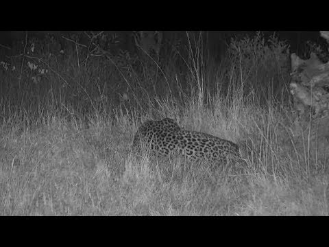 Djuma  Leopard-Hosana male sleeping in fav spot to left of the pan-Pt:1 - 18:44 - 06/15/19